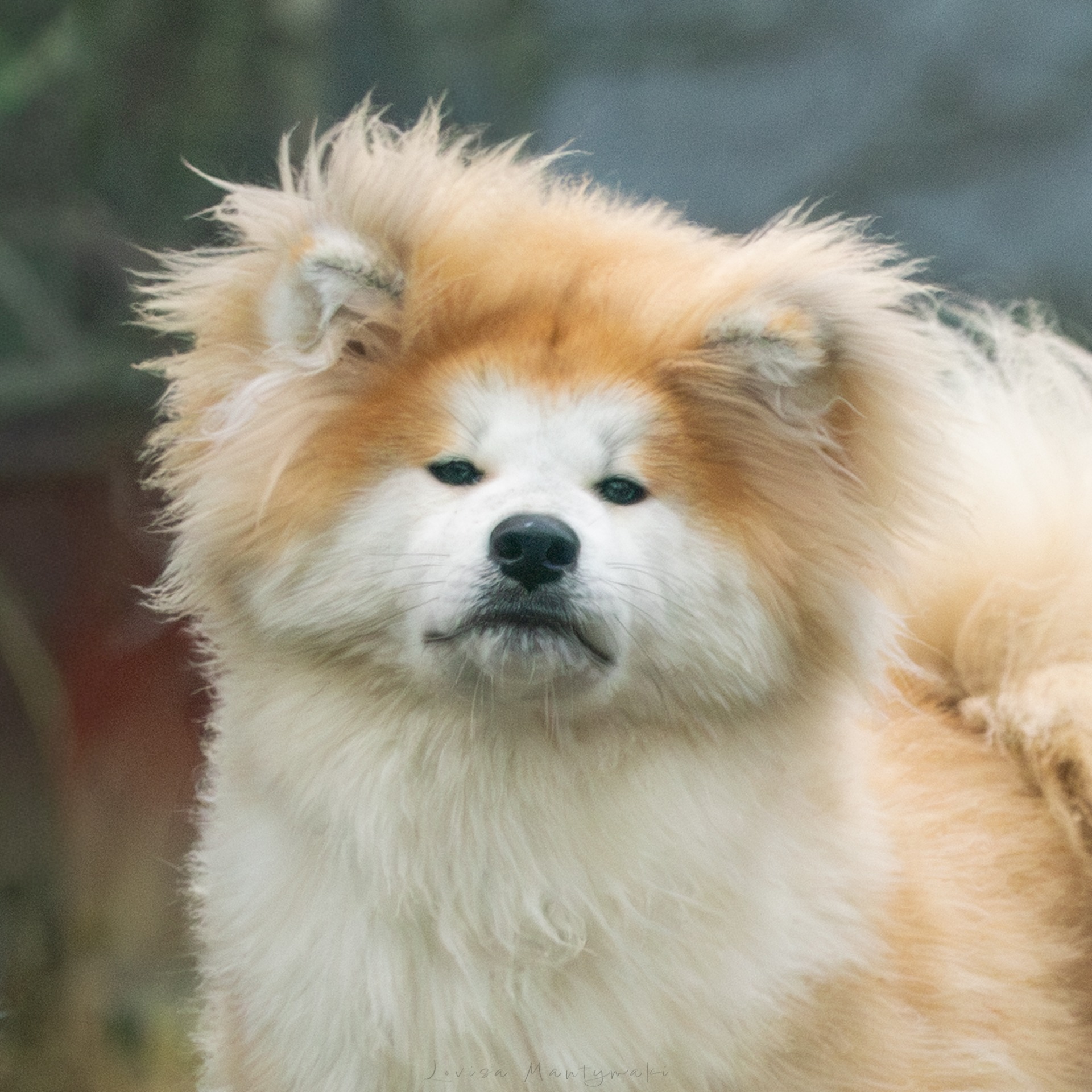 Taivaanlinna Komorebi Kourei Go Laniorum