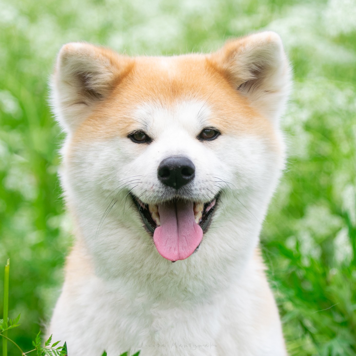 Megapolis Style Shion