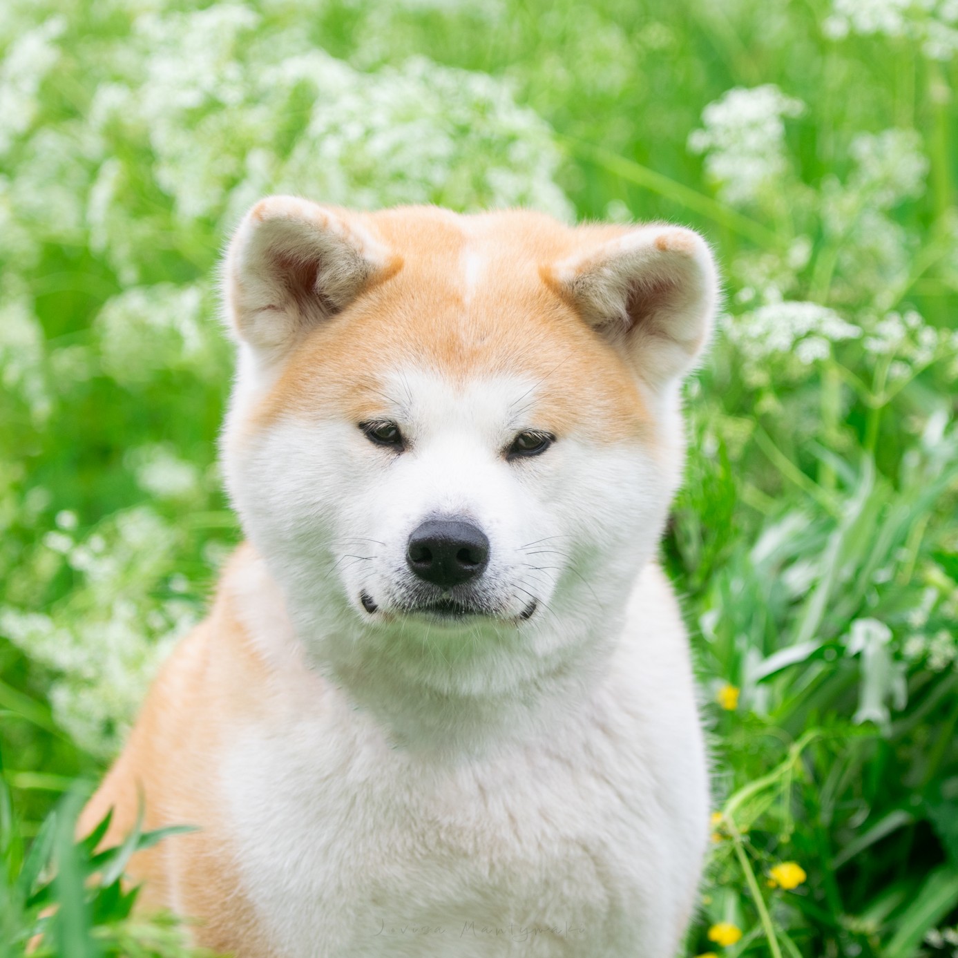 Odoroki No Akuma Shura