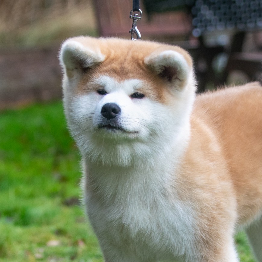 Laniorum Shinsetsu Na Yatagarasu