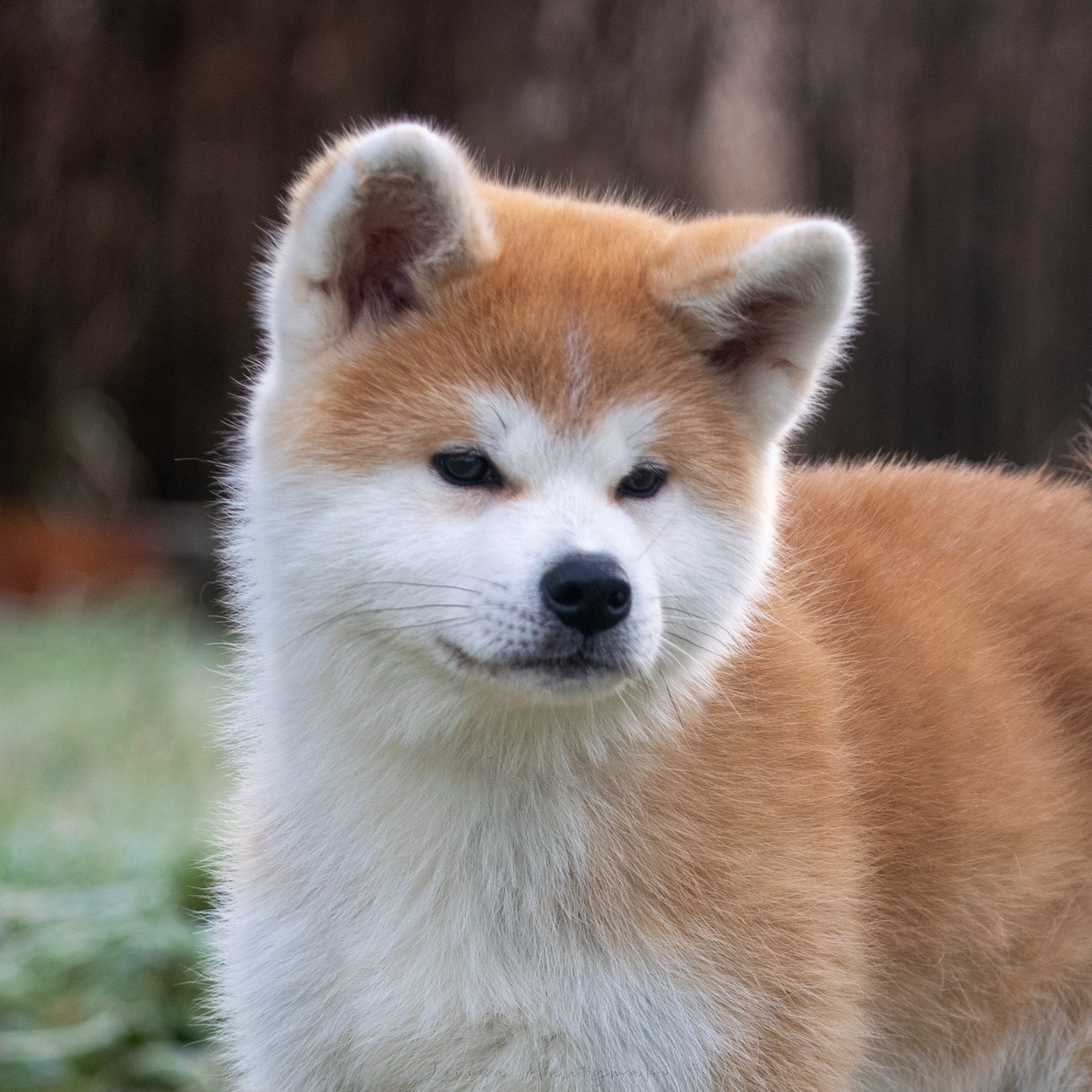 Laniorum Shibui Shippeitaro