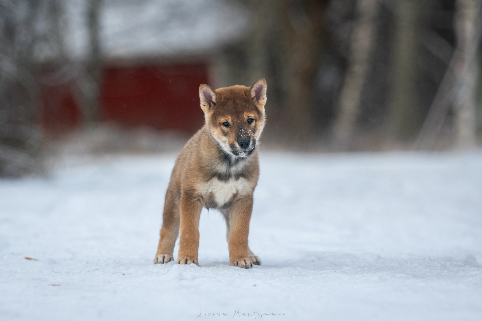 Jikino Kensha No Nadora Tomoshibi Go