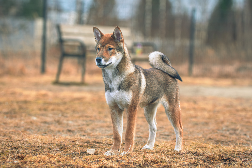 Jikino Kensha No Nadora Tomoshibi Go