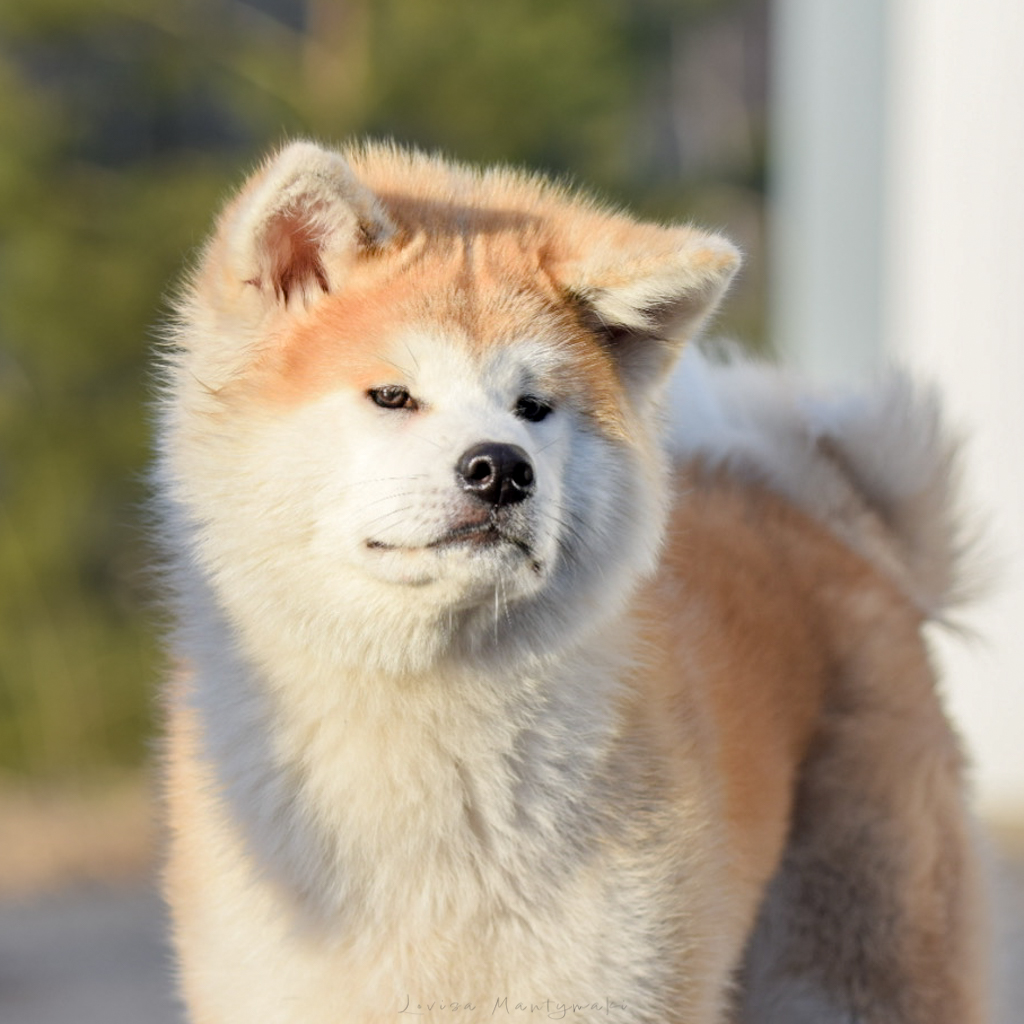 Laniorum Shinsetsu Na Yatagarasu