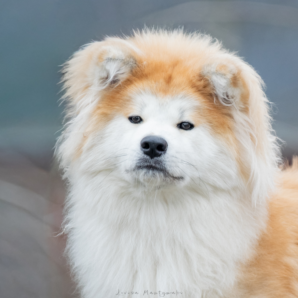 Taivaanlinna Komorebi Kourei Go Laniorum