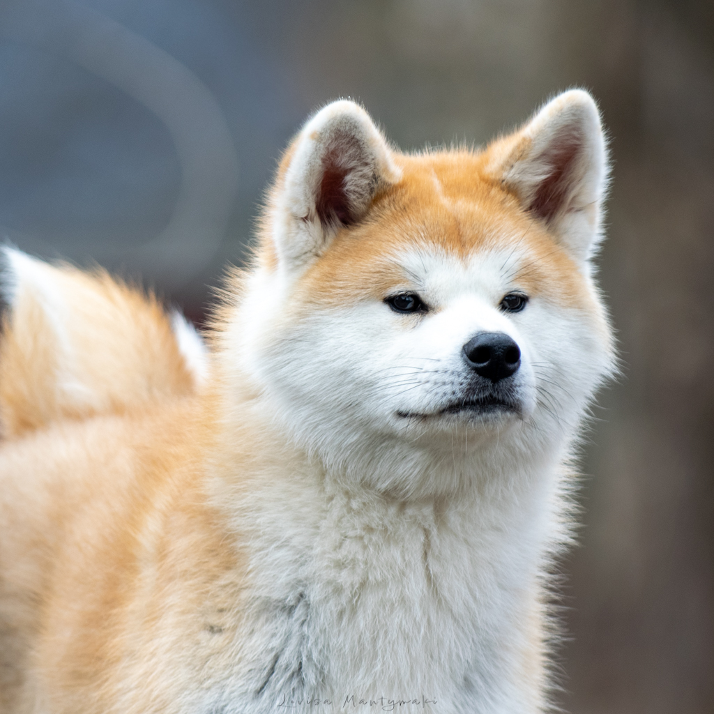 Laniorum Shibui Shippeitaro